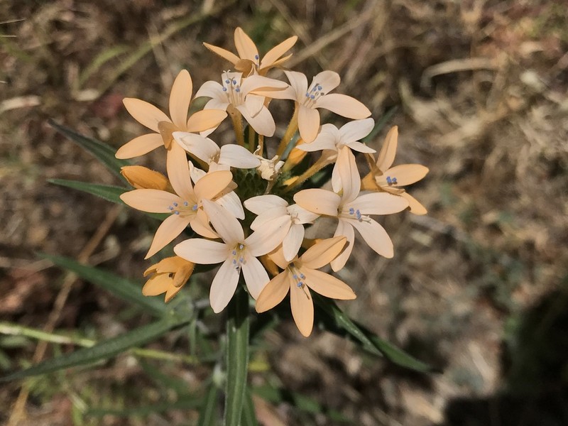 Grand Collomia