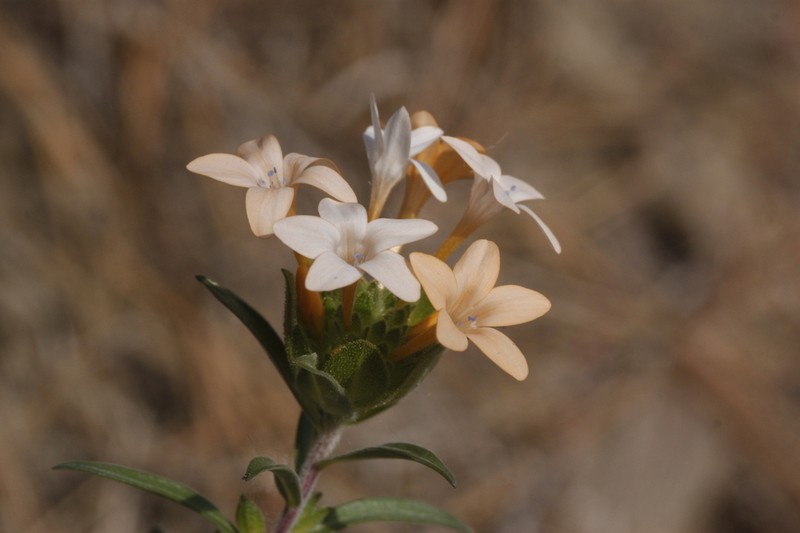 Grand Collomia photo 2