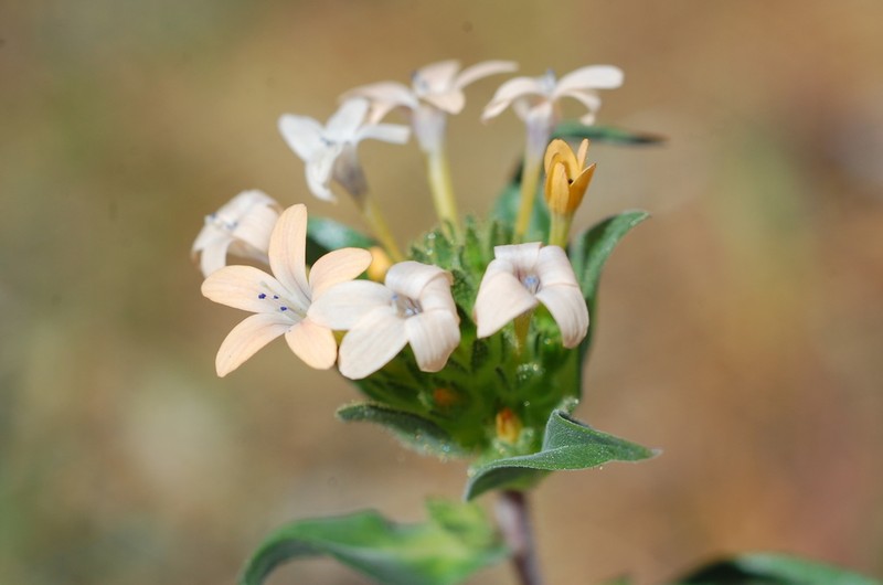 Grand Collomia photo 3