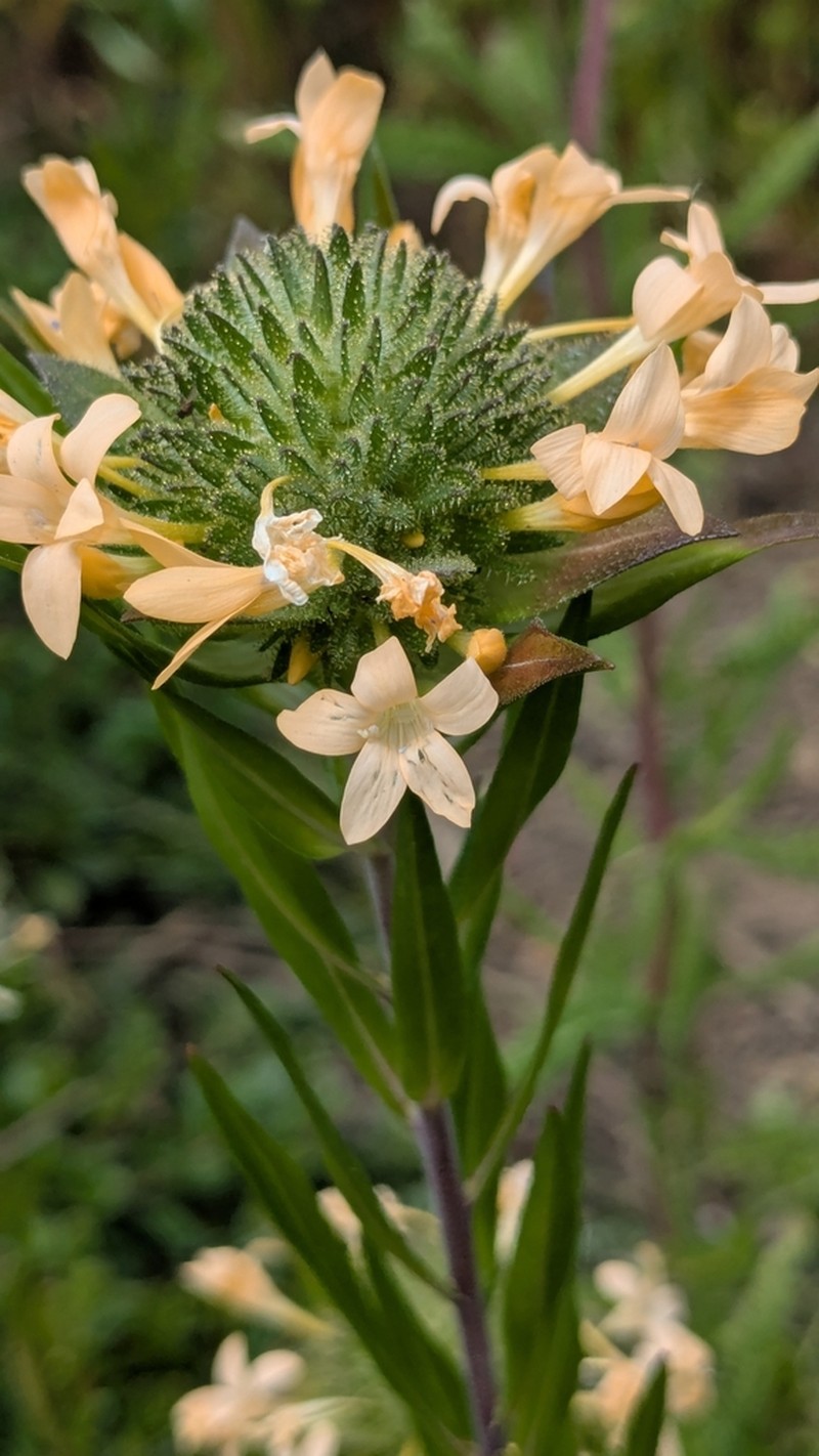 Grand Collomia photo 4