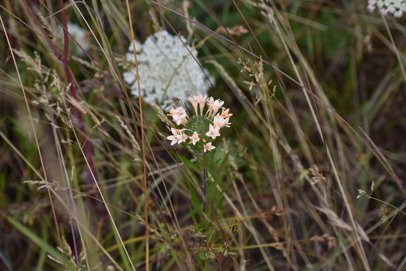 Grand Collomia photo 5