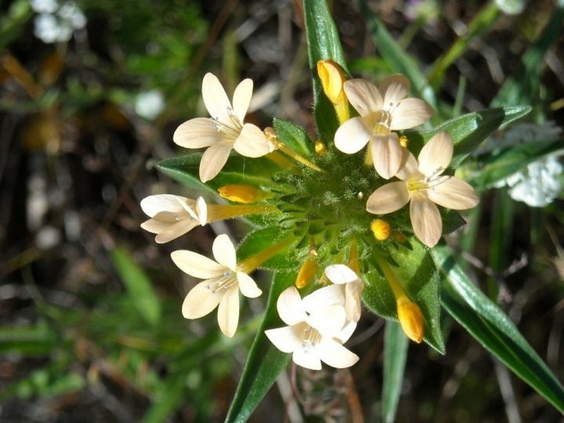 Grand Collomia photo 8