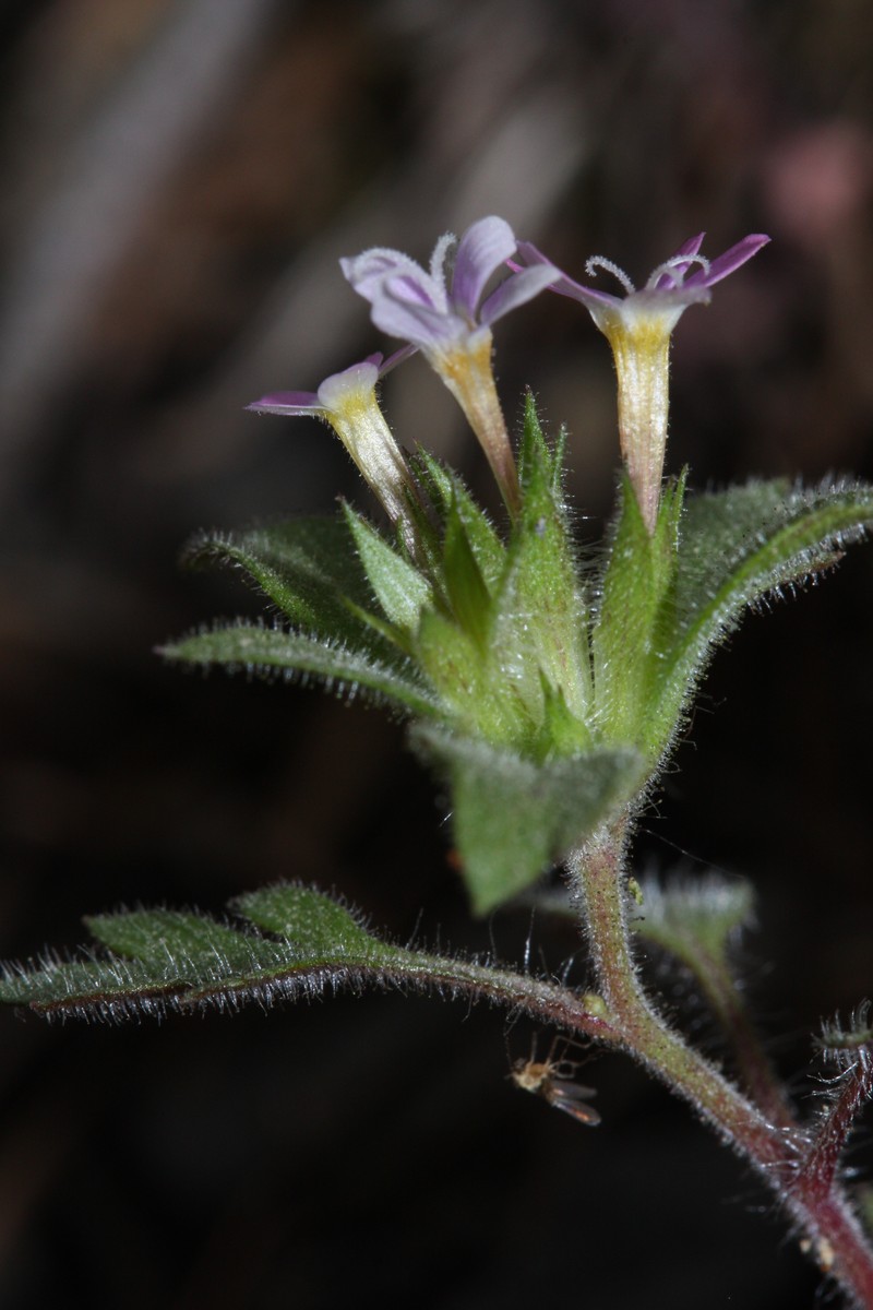 Variableleaf Collomia
