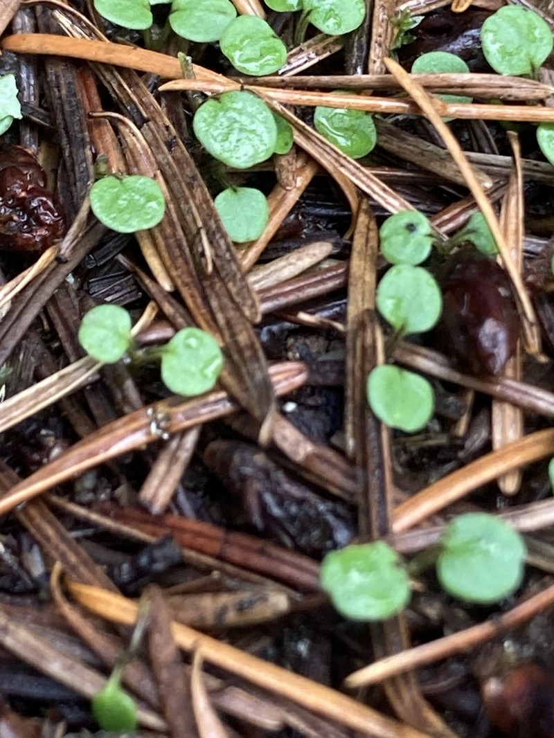 Variableleaf Collomia