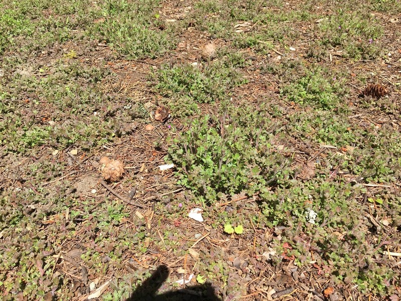 Variableleaf Collomia photo 2