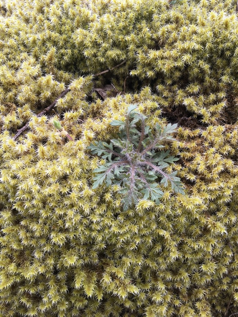 Variableleaf Collomia photo 3
