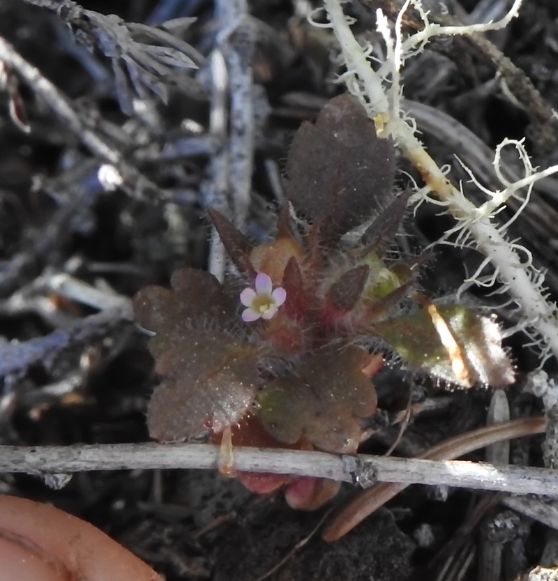 Variableleaf Collomia photo 4