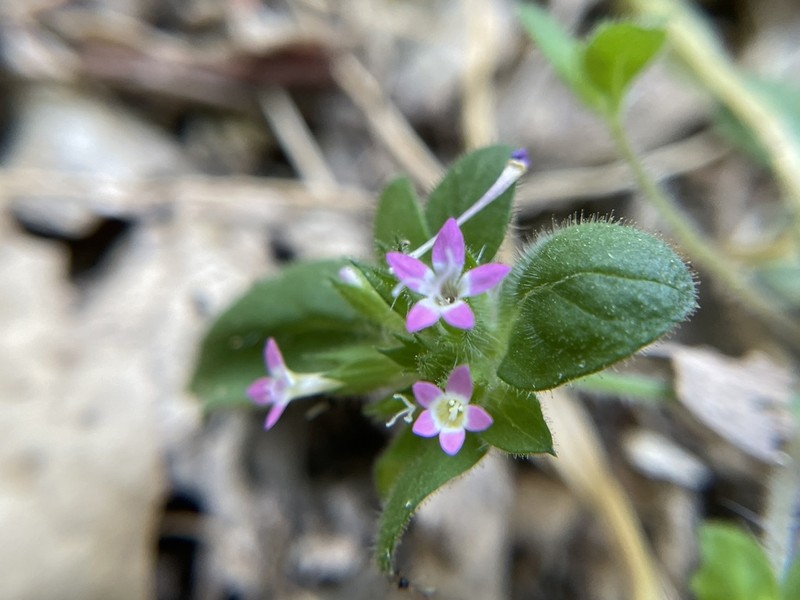Variableleaf Collomia photo 5