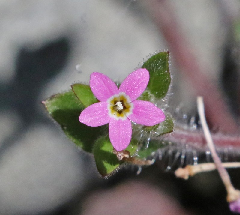 Variableleaf Collomia photo 6