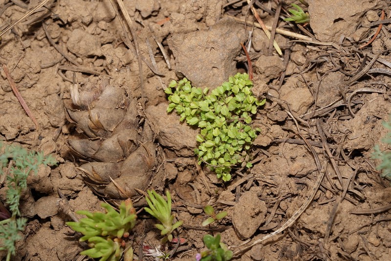 Variableleaf Collomia photo 8