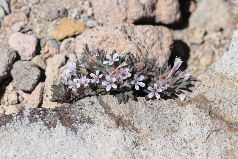 Talus Collomia
