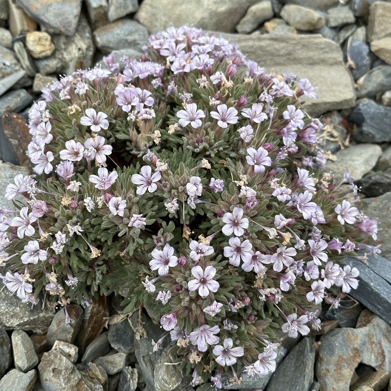 Talus Collomia photo 2