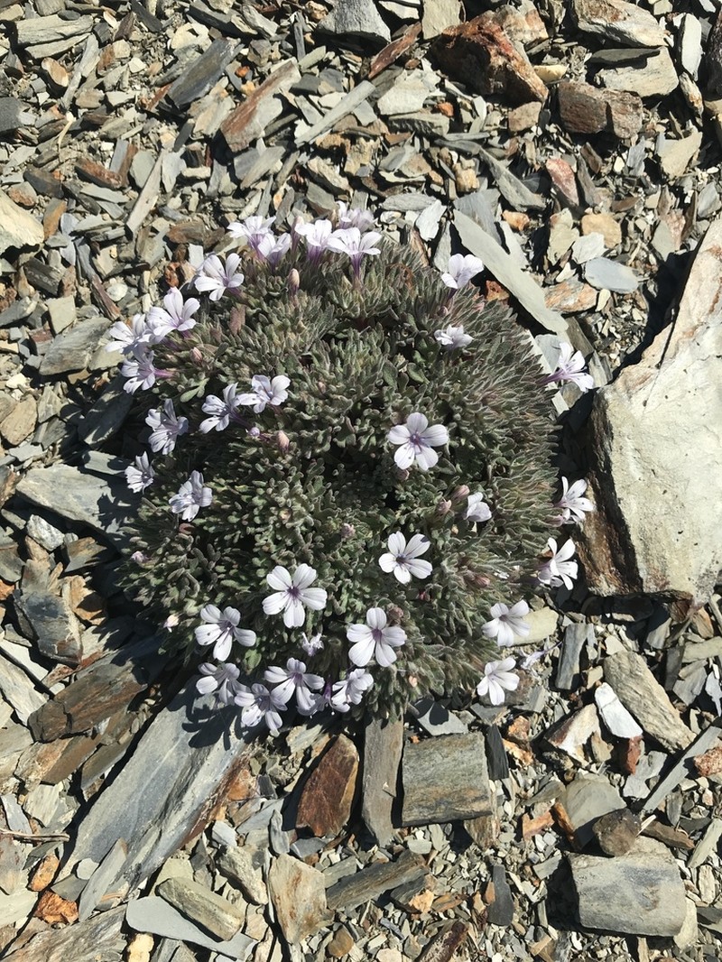 Talus Collomia photo 3