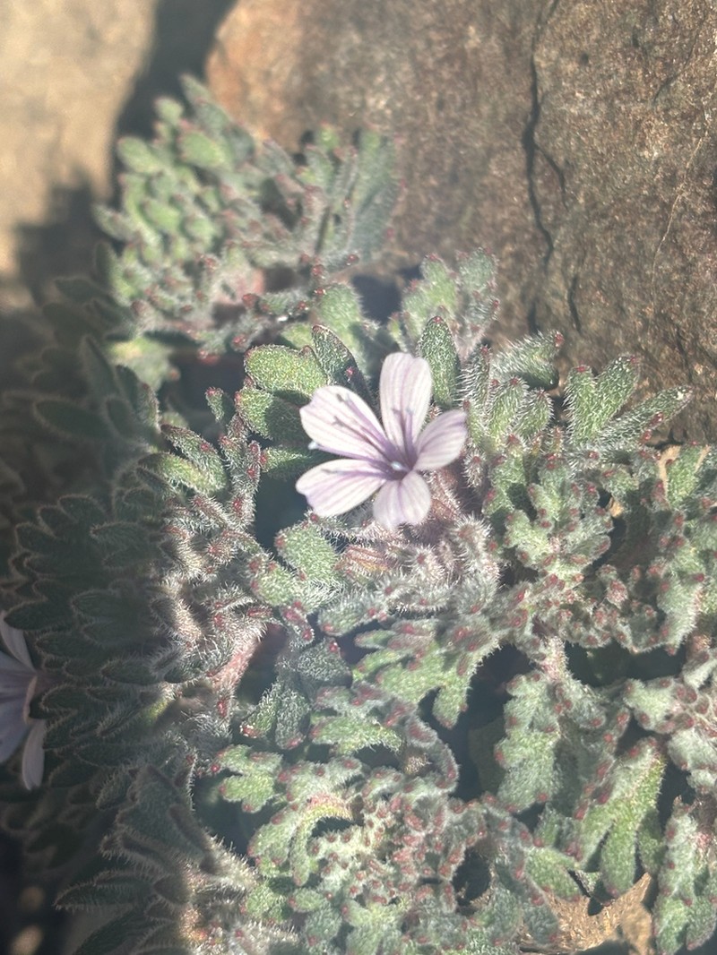 Talus Collomia photo 4