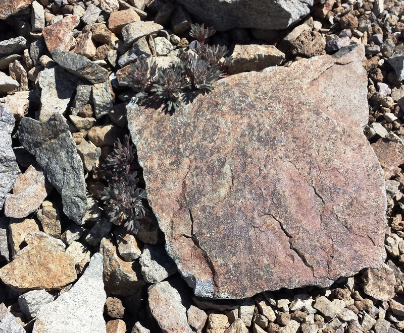 Talus Collomia photo 5