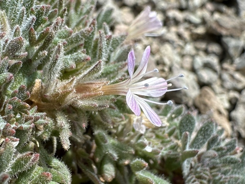 Talus Collomia photo 6