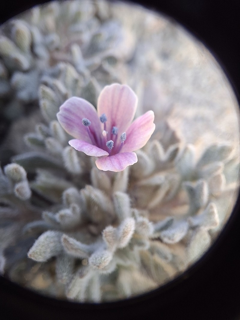 Talus Collomia photo 8