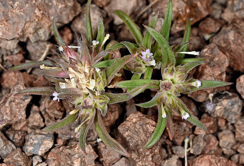 Bristleflower Collomia