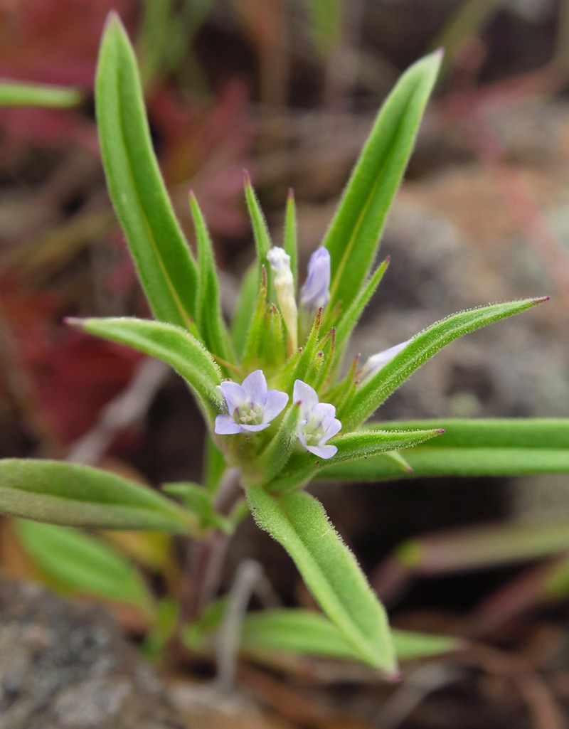Bristleflower Collomia photo 2