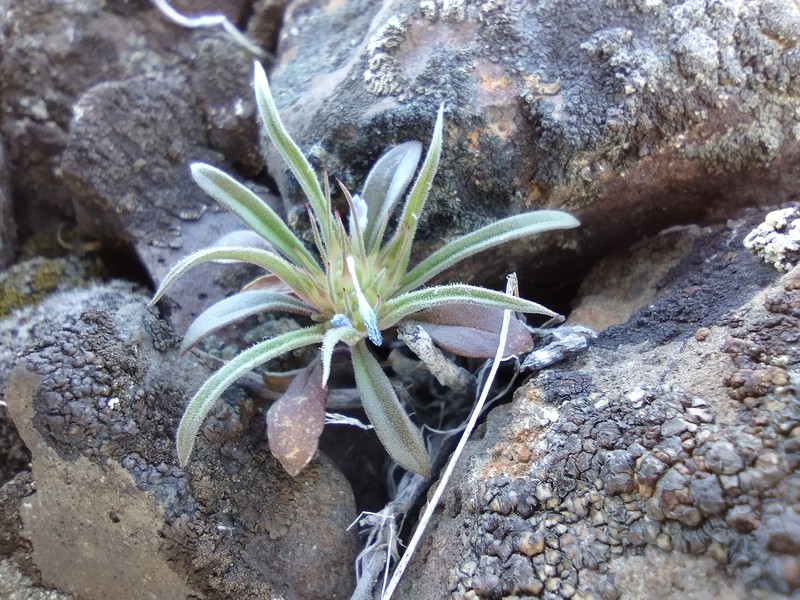 Bristleflower Collomia photo 6