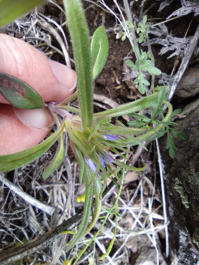 Bristleflower Collomia photo 7