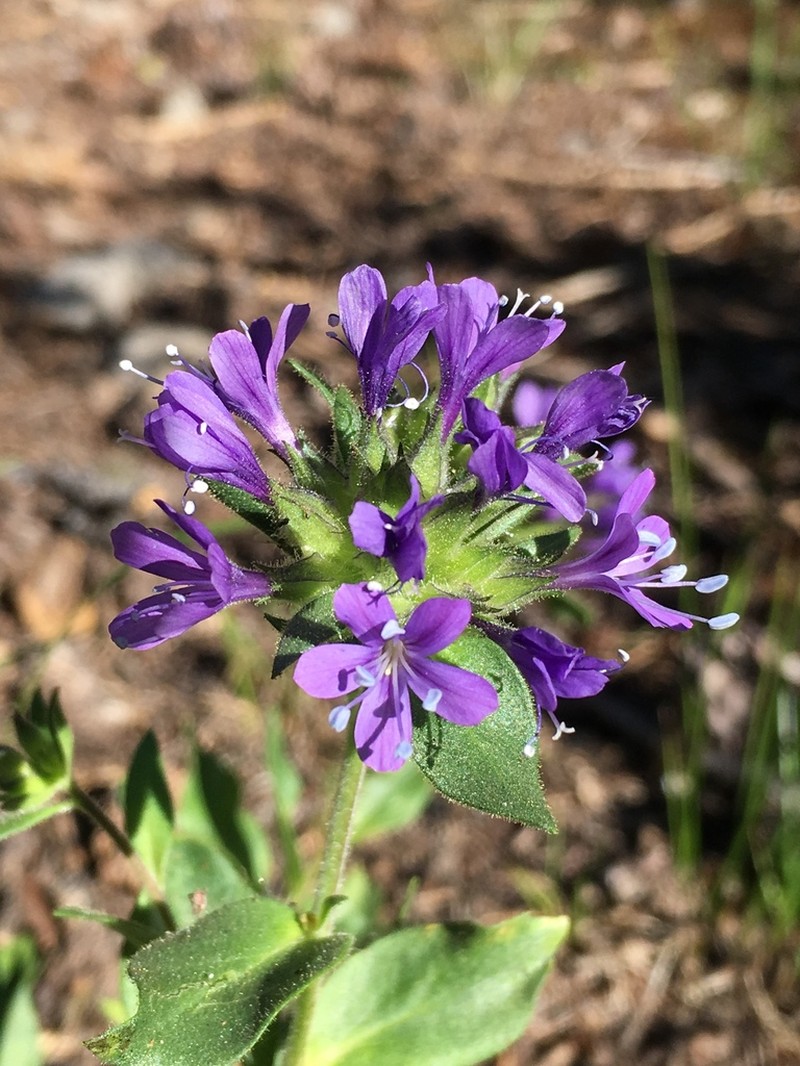 Mt. Mazama Collomia