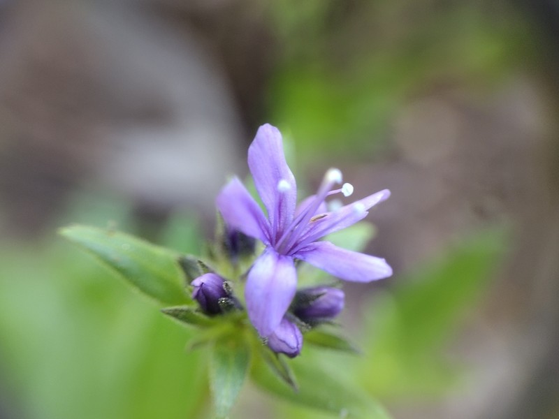 Mt. Mazama Collomia photo 2