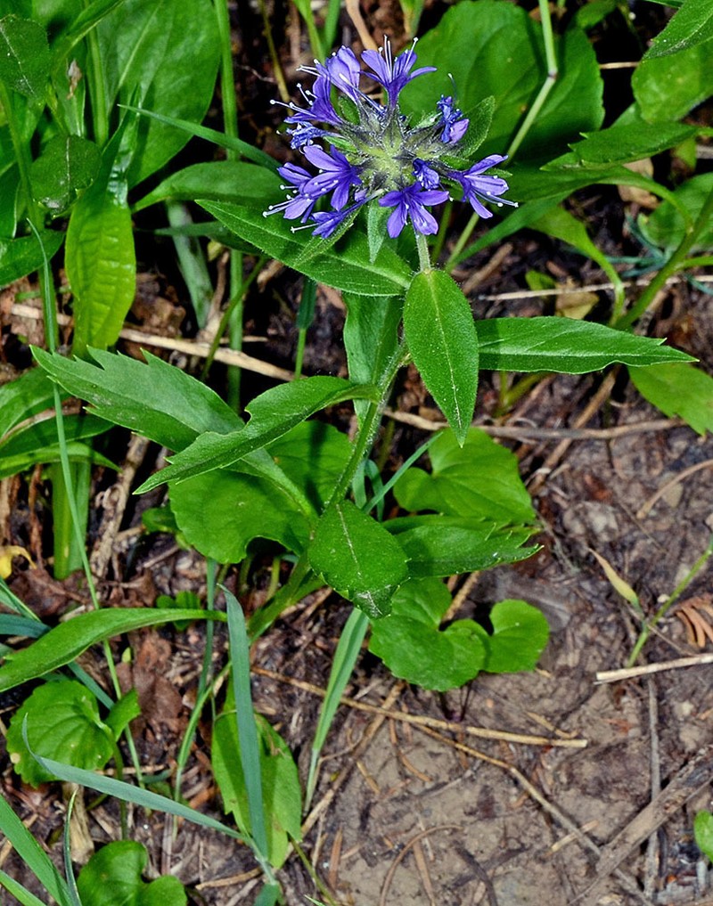 Mt. Mazama Collomia photo 3