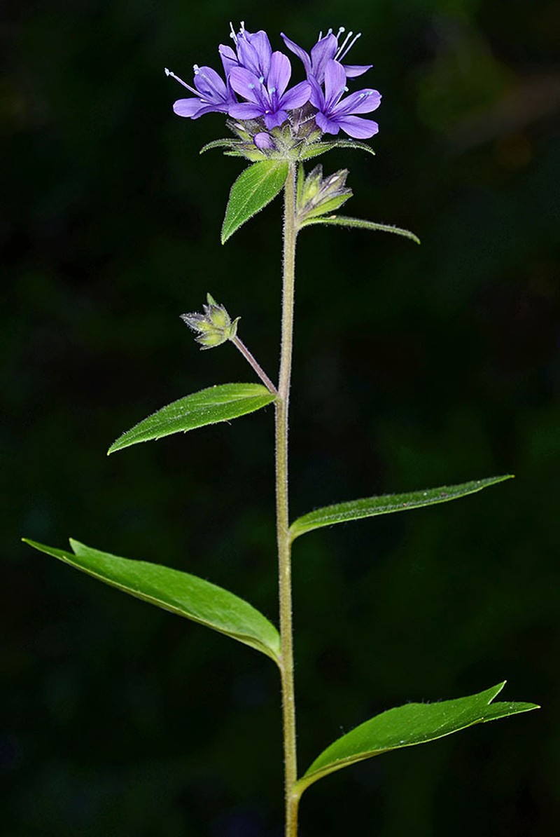 Mt. Mazama Collomia photo 4