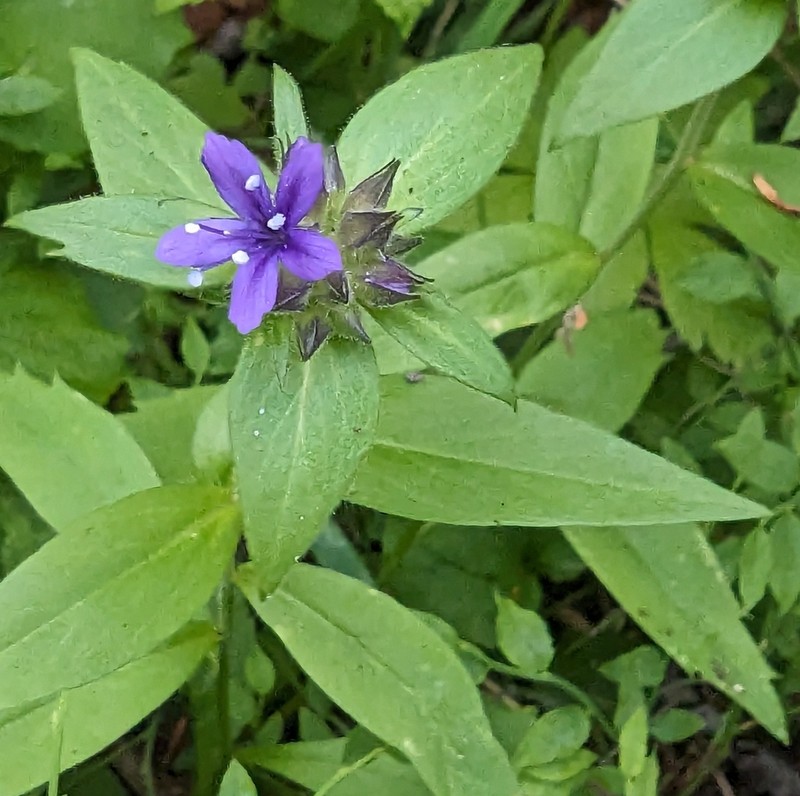 Mt. Mazama Collomia photo 5