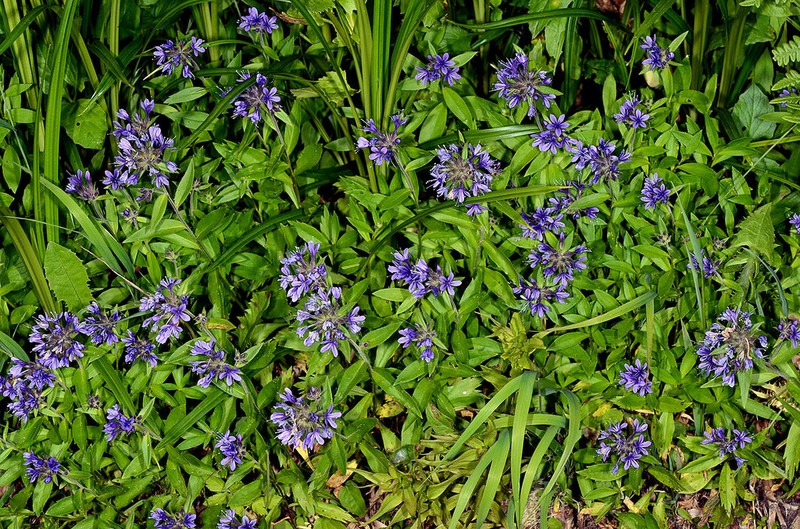 Mt. Mazama Collomia photo 6