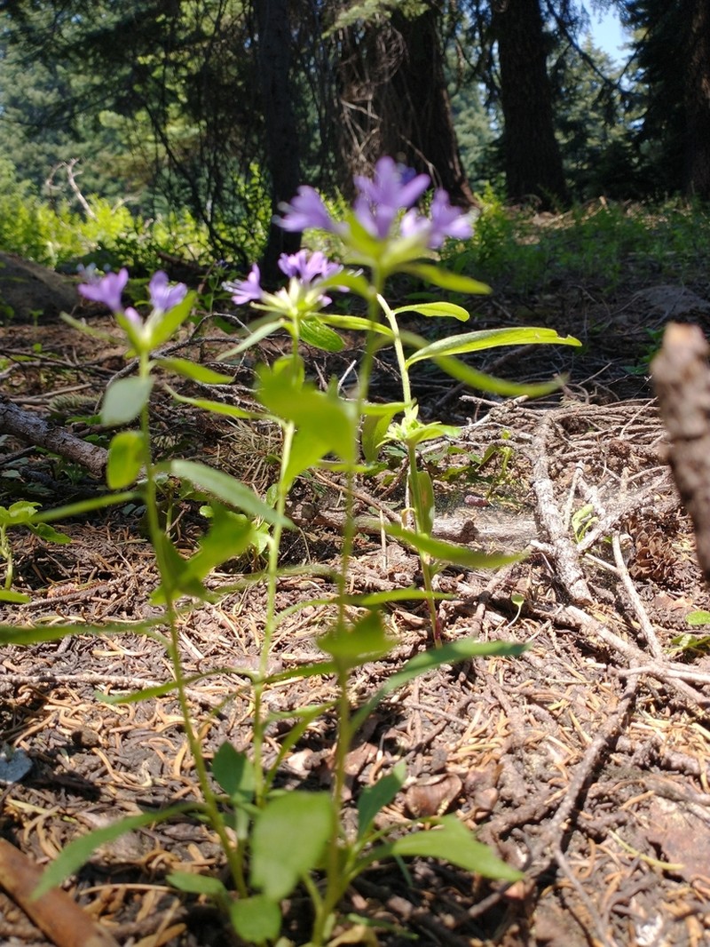 Mt. Mazama Collomia photo 7