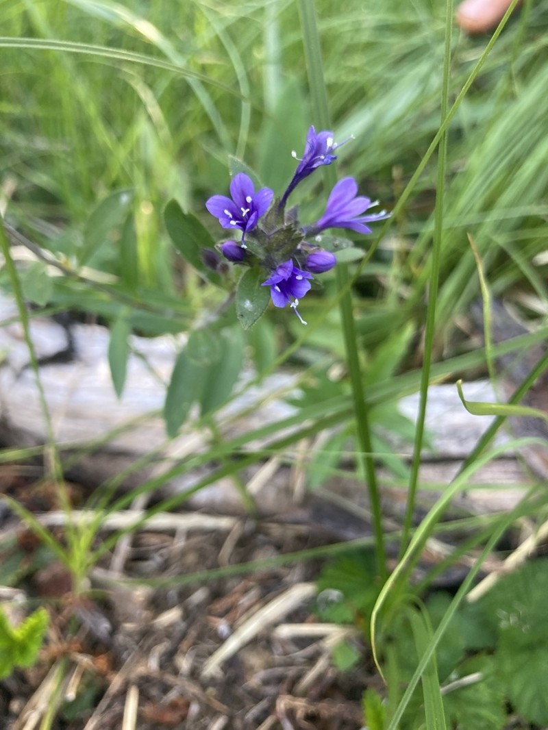 Mt. Mazama Collomia photo 8