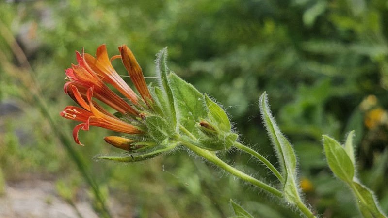 Flaming Trumpet photo 6