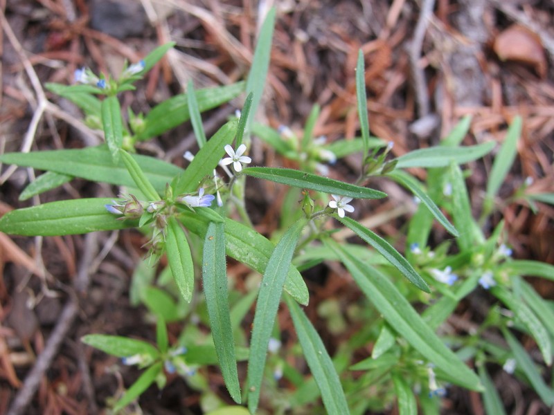 Diffuse Collomia photo 2