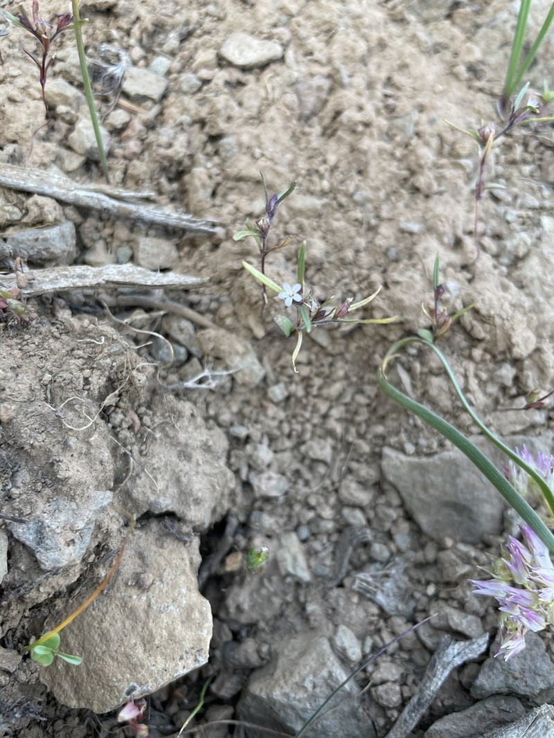 Diffuse Collomia photo 3