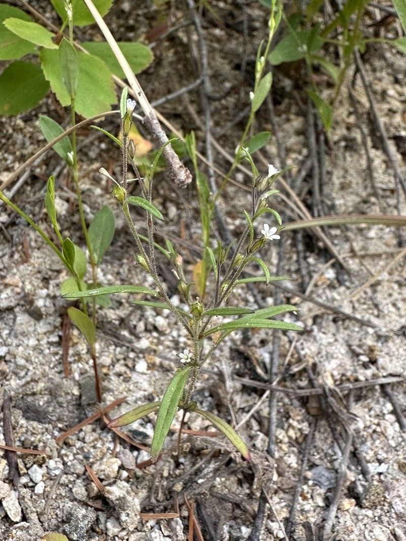 Diffuse Collomia photo 4