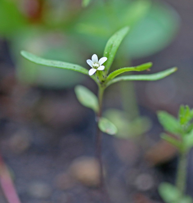 Diffuse Collomia photo 5