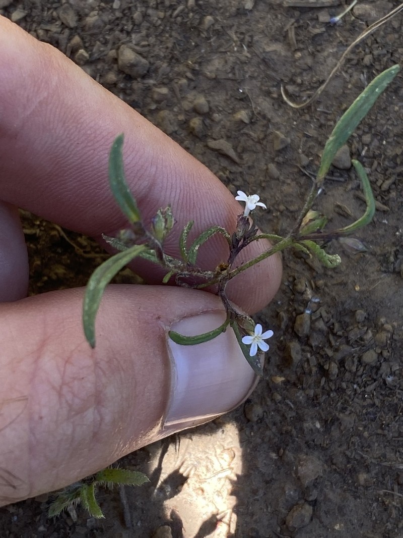 Diffuse Collomia photo 6