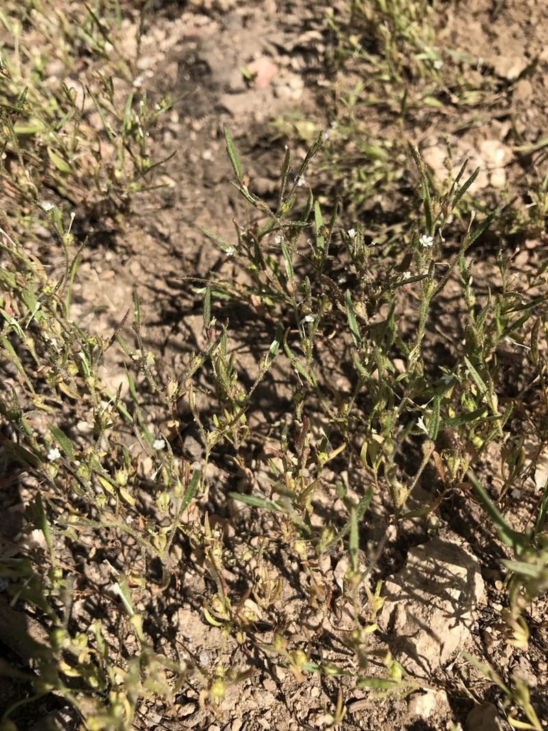 Diffuse Collomia photo 7