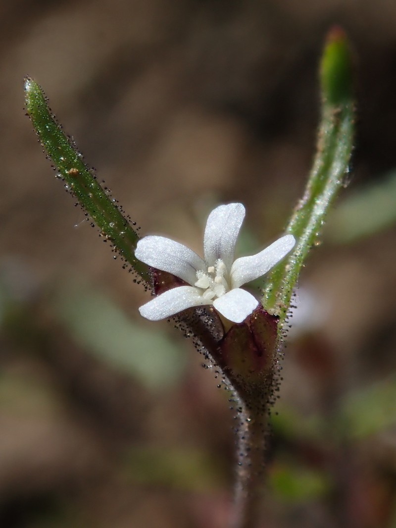 Diffuse Collomia photo 8