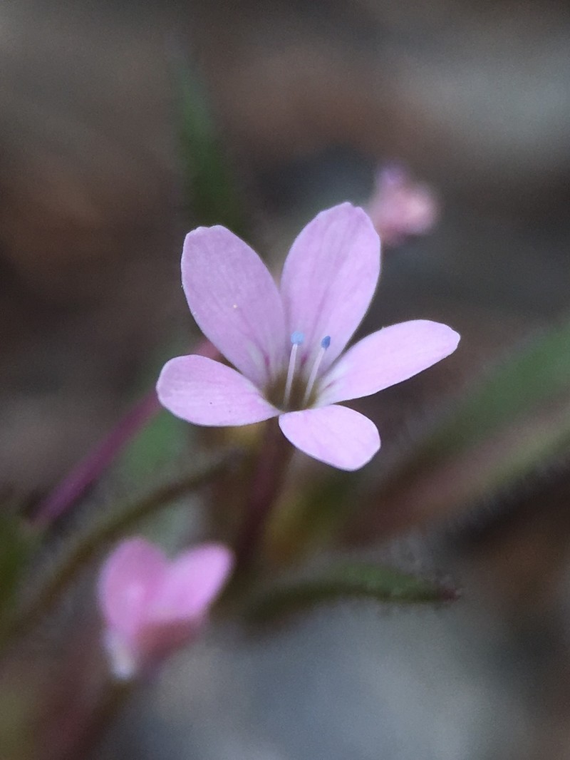 Tracy's Collomia