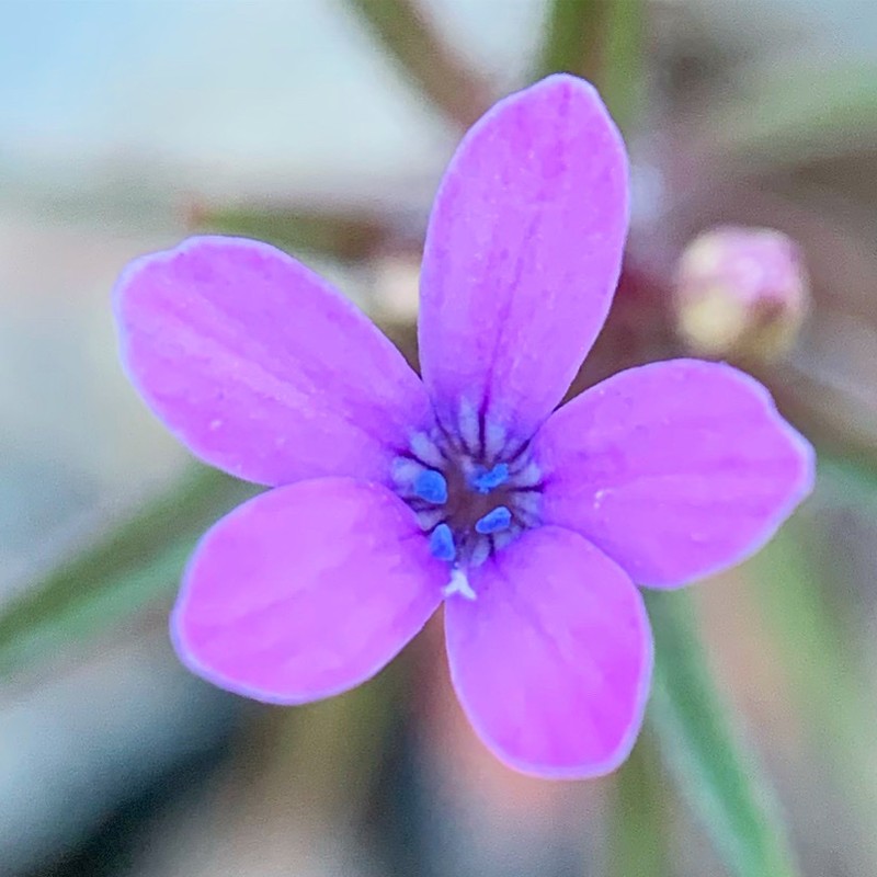 Tracy's Collomia photo 2