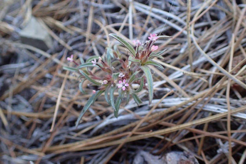 Tracy's Collomia photo 3
