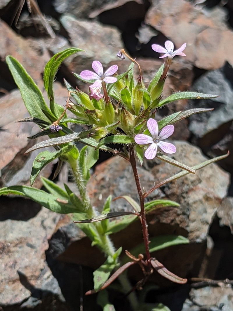 Tracy's Collomia photo 4