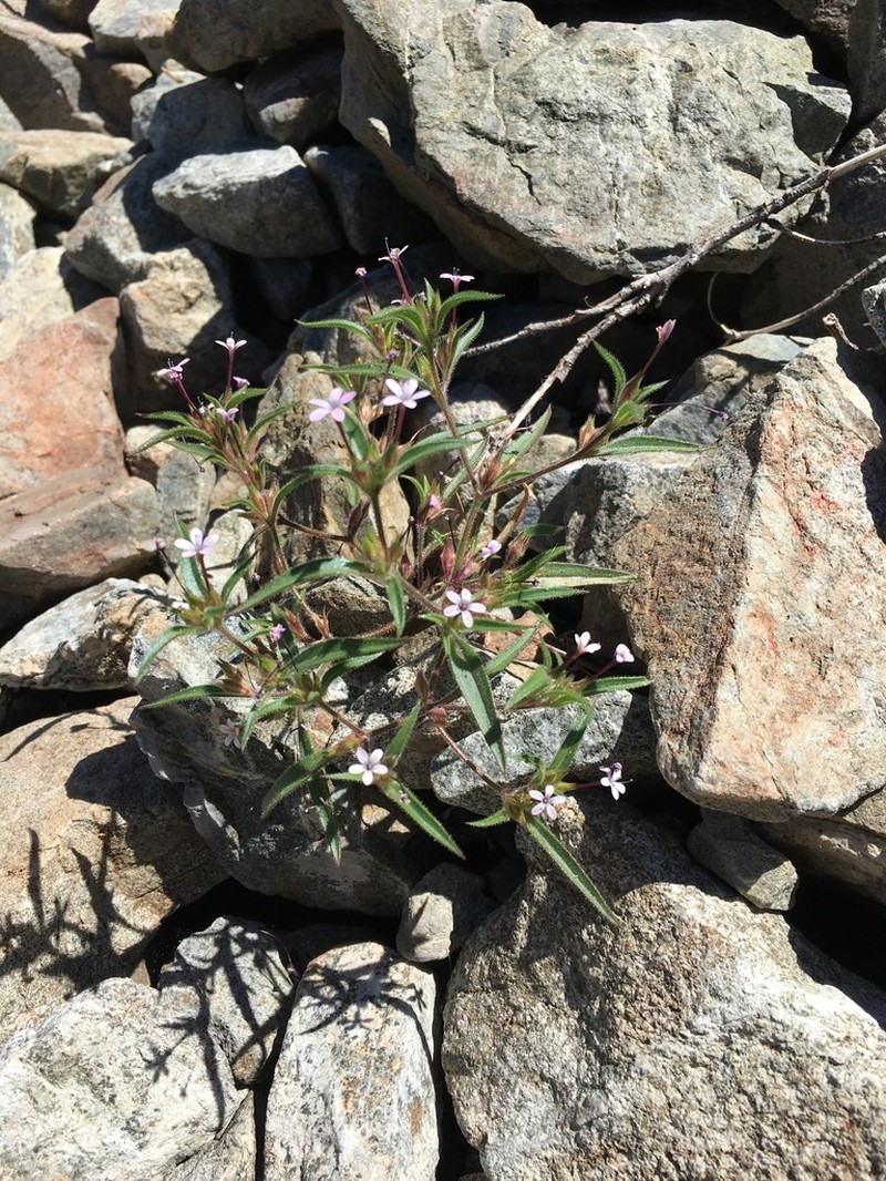 Tracy's Collomia photo 5