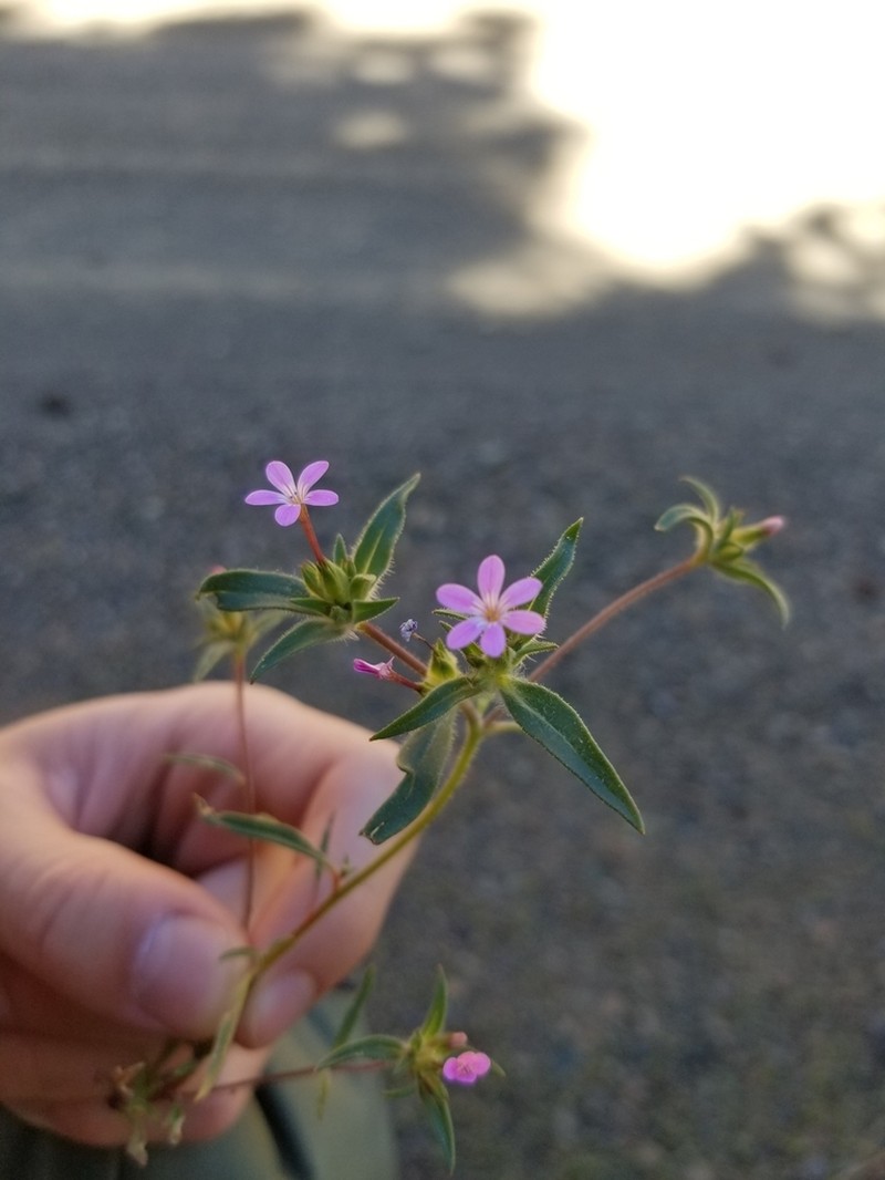 Tracy's Collomia photo 6