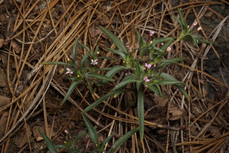 Tracy's Collomia photo 7