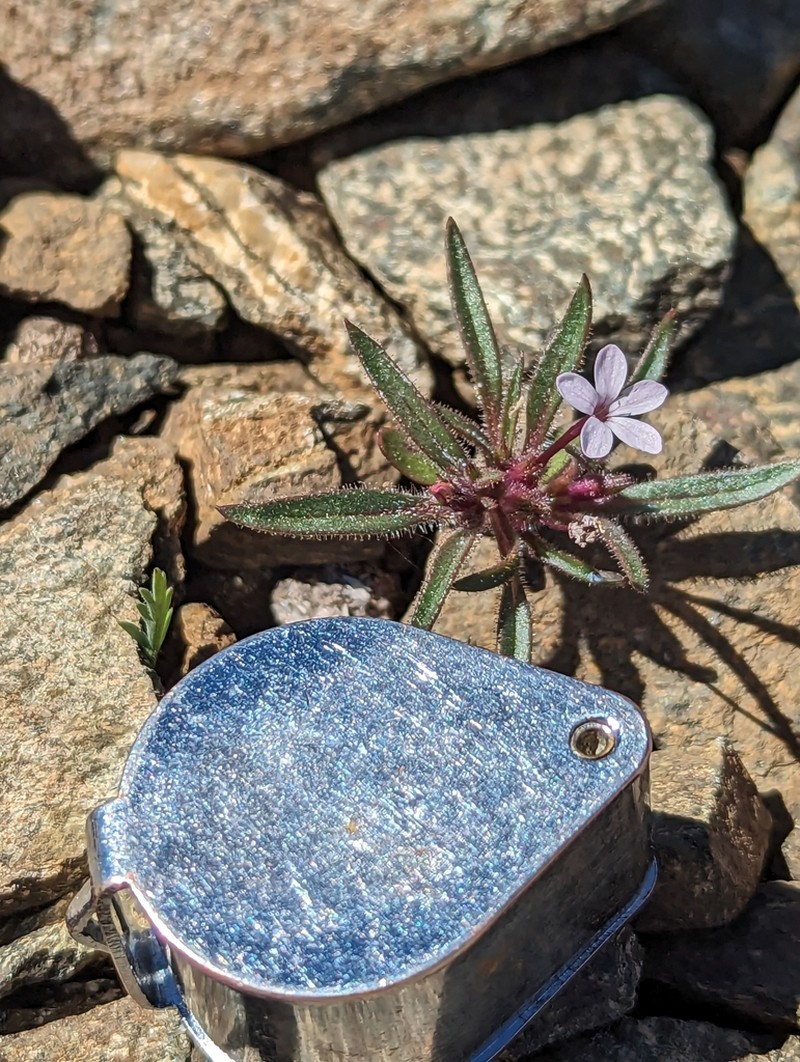 Tracy's Collomia photo 8