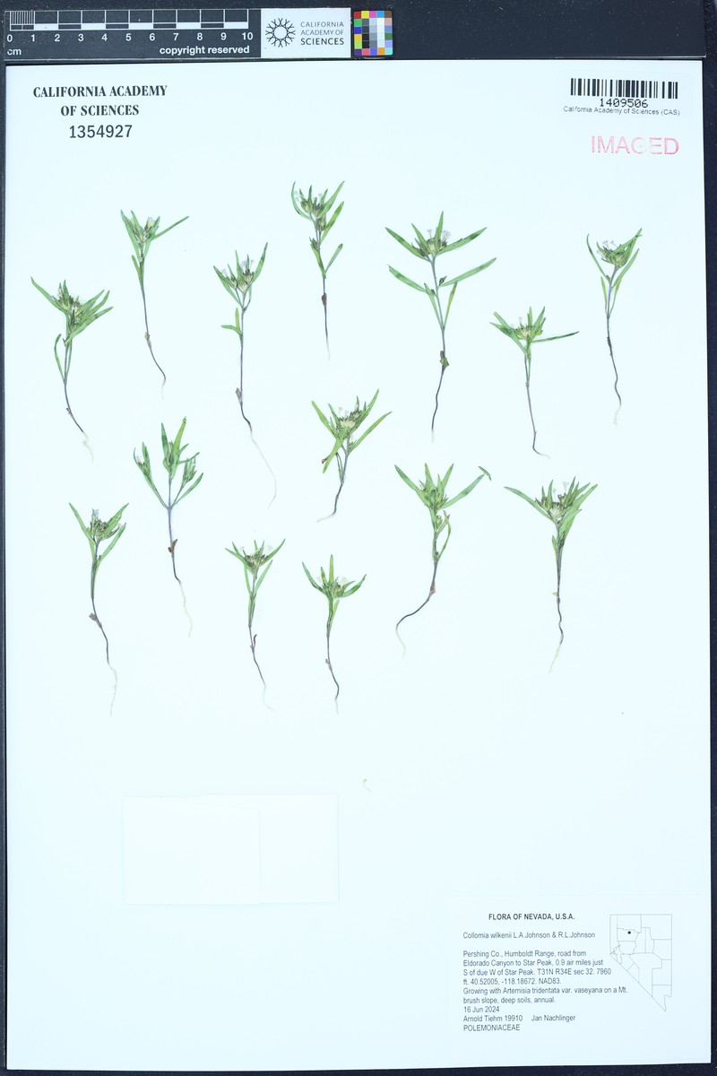 Collomia wilkenii